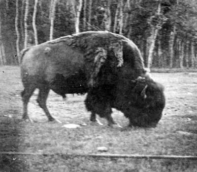 Bison